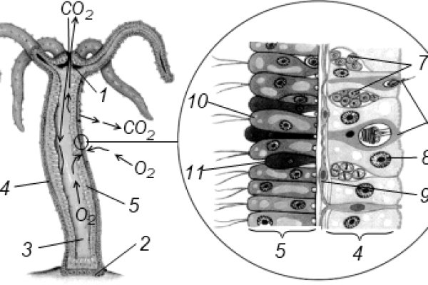 Kraken 24 top