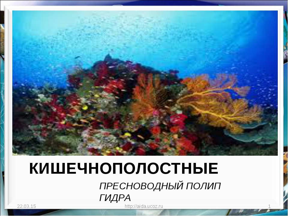 Кракен 20 at